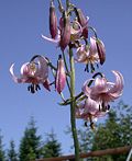 Lilium kelloggii.jpg