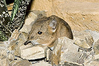 Short-eared elephant shrew (Macroscelides proboscideus)