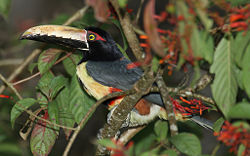 Collared Aracari (Pteroglossus torquatus)