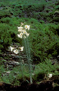 Lil regale 01Infl China Sichuan Wolong 18 06 04.jpg